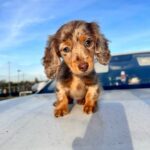 Smooth Coat Dachshund For Sale