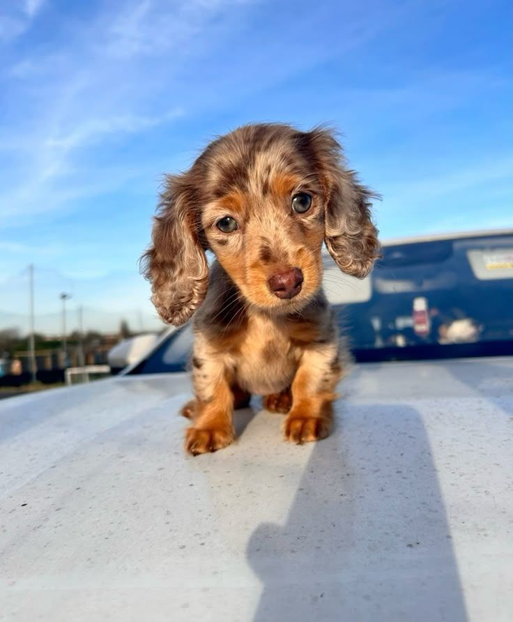 Smooth Coat Dachshund For Sale at Mini Paw Club