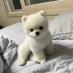 Teacup Pomeranian For Sale