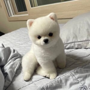 Teacup Pomeranian For Sale at Mini Paw Club