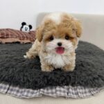 Teacup Poodle For Sale
