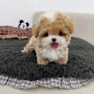 Teacup Poodle For Sale at Mini Paw Club