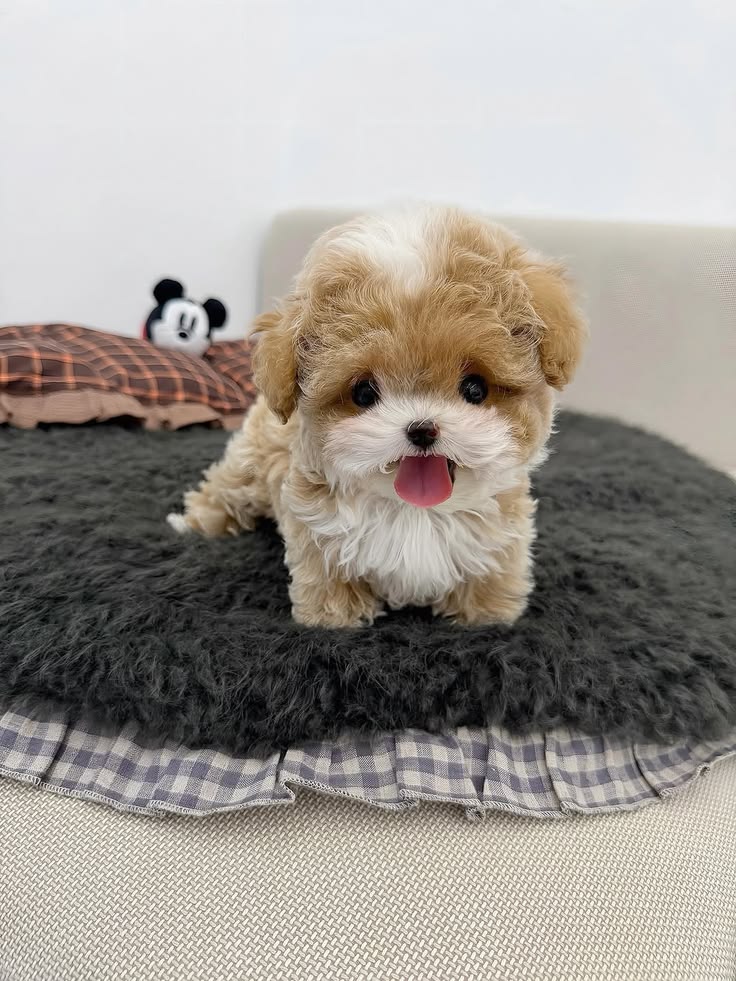 Teacup Poodle For Sale at Mini Paw Club