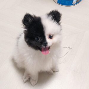 Teddy Bear Pomeranian For Sale at Mini Paw Club