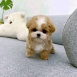 Toy Poodle For Sale