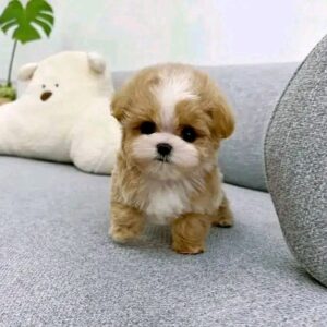 Toy Poodle For Sale at Mini Paw Club