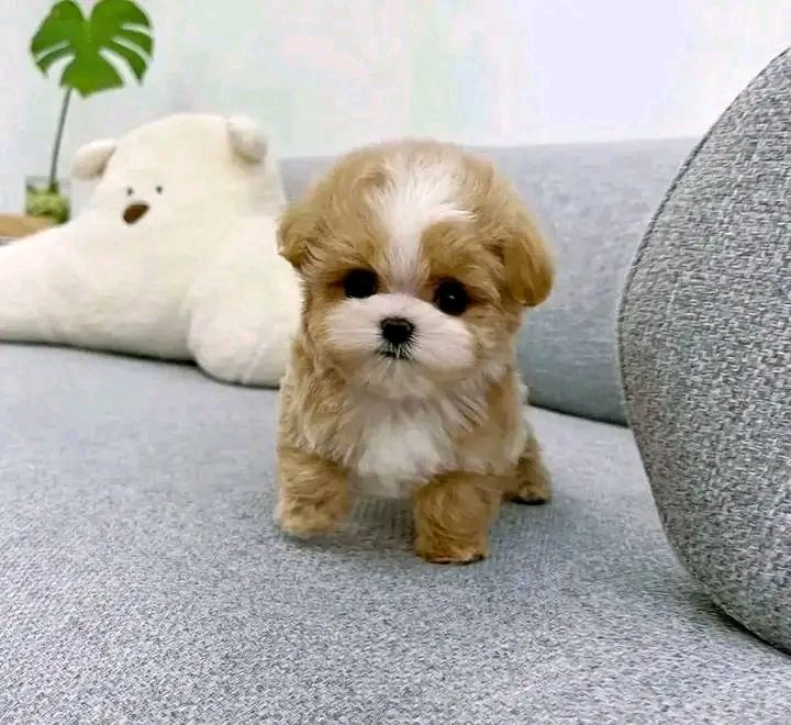 Toy Poodle For Sale at Mini Paw Club