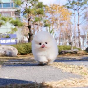 White Pomeranian For Sale at Mini Paw Club