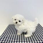 White Poodle For Sale