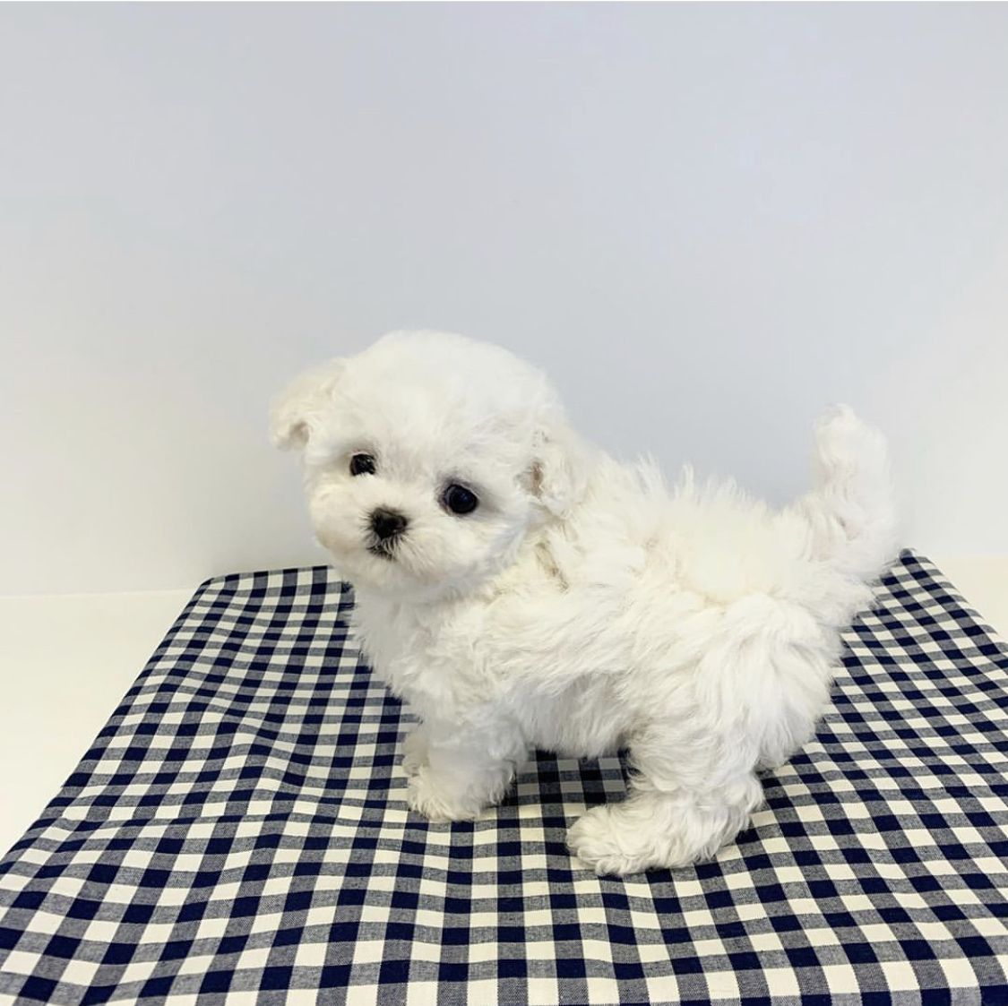 White Poodle For Sale at Mini Paw Club