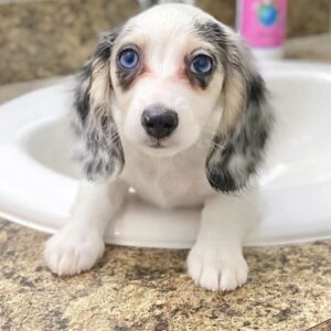 Wirehaired Dachshund For Sale at Mini Paw Club