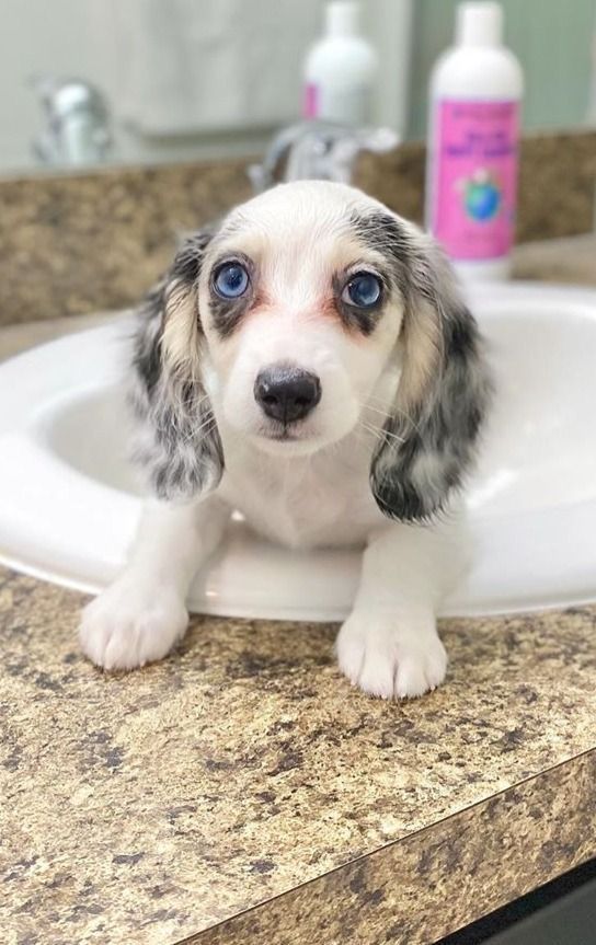 Wirehaired Dachshund For Sale at Mini Paw Club