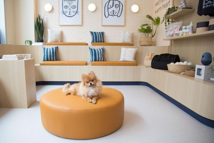 Mini Paw Club About Us - Ethical Teacup Puppy Breeders